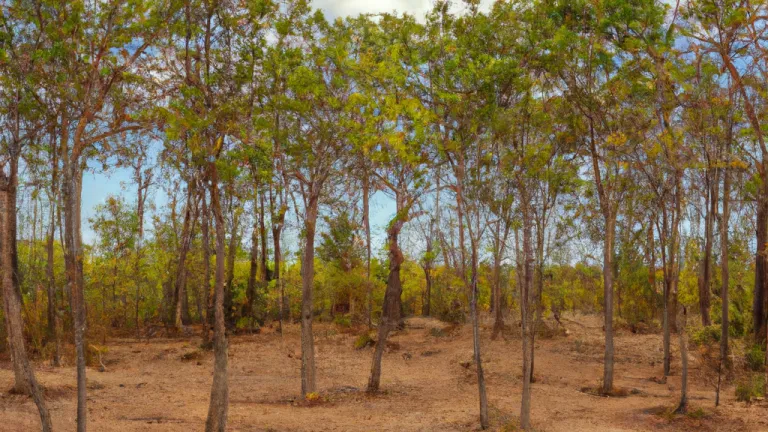 Reversing Deforestation: The Crucial Role of Reforestation in Environmental Conservation