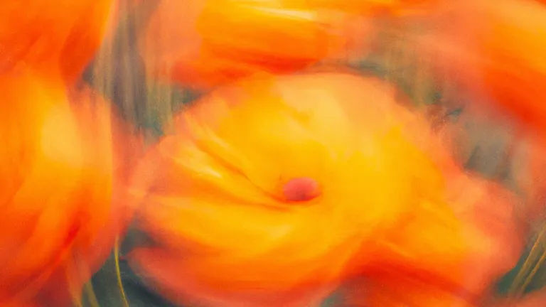 Explore the Fascinating Diversity of Flora on Our Planet