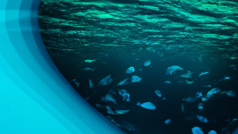 Save the Oceans: The Importance of Marine Conservation