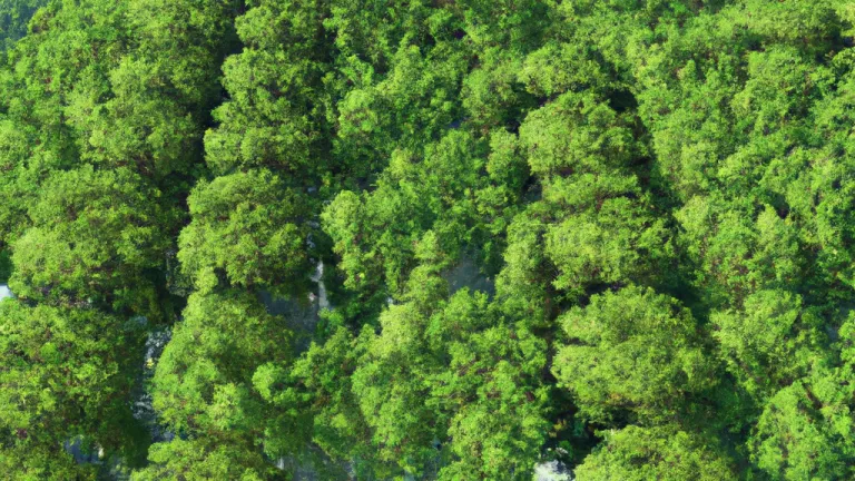 The Green Renaissance: The Crucial Role of Reforestation for Our Planet